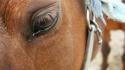 Sunset eyes mirrors horses reflections warm wallpaper