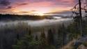 Sunset landscapes nature forest mist pine trees wallpaper