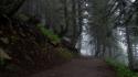 Trees dawn forests fog morning pathway mystical wallpaper
