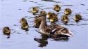 Water ducks duckling ripples baby birds wallpaper