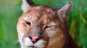 Animals cougars wallpaper