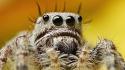 Animals spiders wallpaper