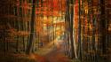 Autumn red forests paths light rays mystical wallpaper