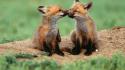 Baby animals foxes wallpaper
