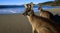 Beach animals grey australia kangaroos eastern wallpaper