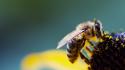 Bees pollen wallpaper