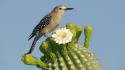 Birds animals cactus woodpecker flowers wallpaper