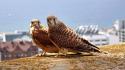 Birds animals falcon bird kestrel wallpaper