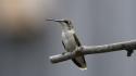 Birds animals hummingbirds blurred background branch wallpaper