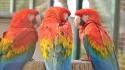 Birds animals parrots scarlet macaws wallpaper