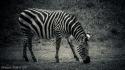 Black and white animals zebras africa wallpaper