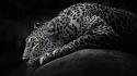 Black and white mod leopards leo wallpaper