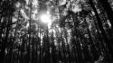 Black trees wood forest wallpaper