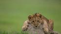 Cats rock grass cubs macro kittens lions wallpaper