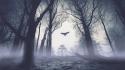 Dark forests birds fog eagles awakening dawning wallpaper