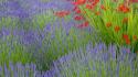 Flowers lavender crocosmia wallpaper