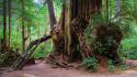 Giant tree olympic national park kalaloch cedar wallpaper