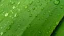 Green nature leaves plants water drops wallpaper