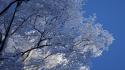 Ice blue winter snow trees frost branches skies wallpaper
