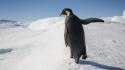 Ice landscapes snow penguins birds wallpaper