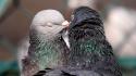 Love birds funny pigeons affection wallpaper