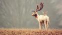 Nature animals deer wallpaper