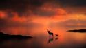 Sunset animals silhouette mist deer fawn wallpaper