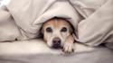 Animals beds dogs pets wallpaper