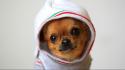 Animals dogs funny chihuahua wallpaper