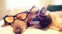 Animals dogs funny sunglasses sleeping wallpaper
