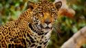 Animals feline jaguars wallpaper