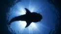 Animals mexico whale shark wallpaper