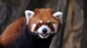 Animals red panda wallpaper