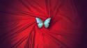 Contrast colors butterfly symbolism butterflies atmospheric beautiful wallpaper