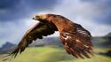 Flying birds animals eagles feathers flight skyscapes wallpaper