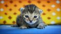 Gray macro kittens whiskers furry baby animals wallpaper