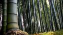 Green nature bamboo wallpaper