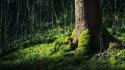 Green nature trees forest wallpaper