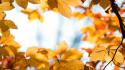 Nature autumn (season) yellow leaves macro focused wallpaper