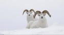 Snow animals arctic ram wallpaper