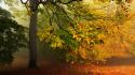 Trees orange fog myst mystical autumn leaves wallpaper
