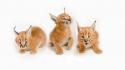 White background caracal baby animals wallpaper