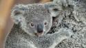 Animals koalas baby wallpaper