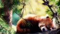 Animals red pandas wallpaper