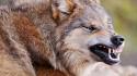 Animals teeth wolves wallpaper