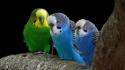Birds parakeets wallpaper