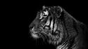 Black and white animals tigers wallpaper
