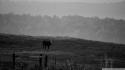 Black and white landscapes nature cows wallpaper