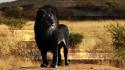 Black animals lions fake color wallpaper