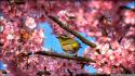 Cherry blossoms flowers birds wallpaper